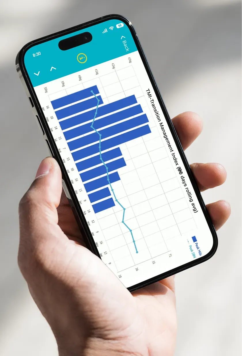 A phone showing a Lactanet bar chart of the transition management index by test date, shown sideways.